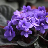 非洲紫羅蘭
