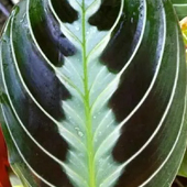 白脈豹紋竹芋