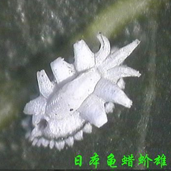 日本龜蠟蚧雄蟲